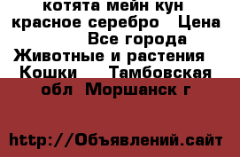 котята мейн кун, красное серебро › Цена ­ 30 - Все города Животные и растения » Кошки   . Тамбовская обл.,Моршанск г.